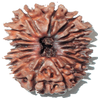 17 mukhi Rudraksha